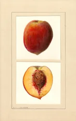 Ferskner (Prunus persica: Nummer 10) (akvarel)