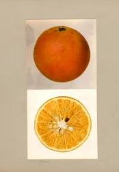 Ananas Appelsin (Citrus sinensis)