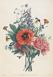 Samling af blomster og frugter malet efter naturen: Buket af Foxglove, Clematis, Pansy, Peony, Poppy og Yellow Day Lily