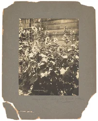 Tiffany Studios, ca. 1898-1920 (fotografi s/h)