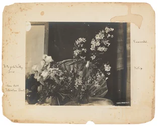 Tiffany Studios, ca. 1898-1920 (fotografi s/h)