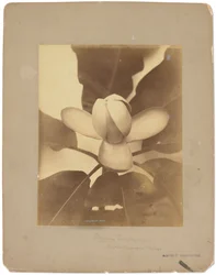 Tiffany Studios, ca. 1898-1920 (fotografi s/h)