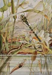 Dragonfly and Mayfly, illustration fra 