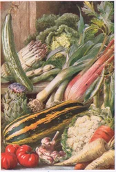 Havegrøntsager, illustration fra 