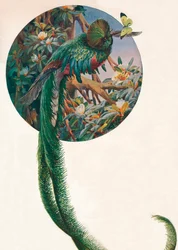 „Langhalede trogoner“, ca. 1910, 1911
