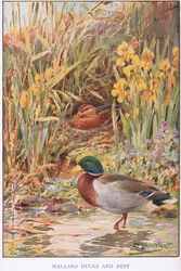 Mallard Ducks and Nest, illustration fra 