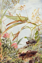 Musical Insects, illustration fra 
