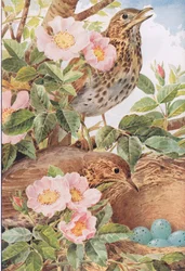 Sangdrosler med reden, illustration fra 