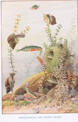 Sticklebacks og vandsnegle, illustration fra 