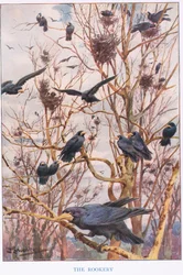 The Rookery, illustration fra 