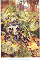 Violer i bøgeskoven, illustration fra 