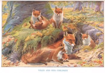 Vixen og hendes børn, illustration fra 