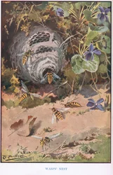 Hvepserede, illustration fra 