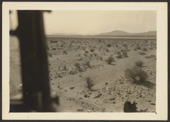 [Amargosa-ørkenens planter]