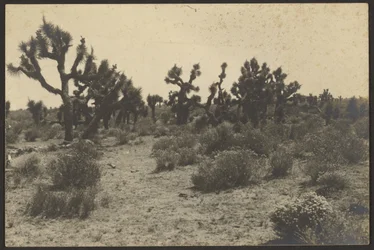 Mojave-ørkenen