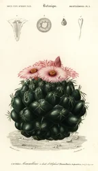 Bikubekaktus, Coryphantha elephantidens.,1849 (gravering)