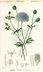 Blå blondeblomst, Trachymene coerulea. ,1849 (gravering)