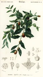 Kinesisk dadel eller jujube, Ziziphus jujuba. ,1849 (gravering)