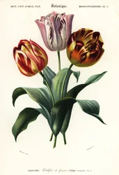 Havetulipan, Tulipa gesneriana., 1849 (gravering)