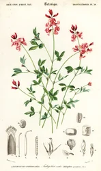 Indigo plante, Indigofera liggende. ,1849 (gravering)