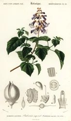 Prinsessetræ, kejserindetræ eller revebøttetræ, Paulownia tomentos, 1849 (gravering)