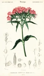 Sweet William, Dianthus barbatus., 1849 (gravering)