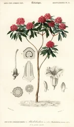Træ rhododendron, Rhododendron arboreum. ,1849 (gravering)