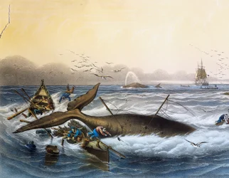 Hvalfangst i sydhavet, farvelitografi af Louis Lebreton (død 1866)