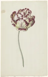 Tulipan