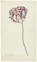 Tulipan
