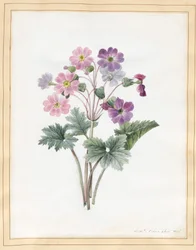 Hybrid Auricula (wc på vellum)