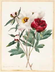 Røde og hvide urteagtige pæoner, 1829 (wc med noget kropsfarve på vellum)