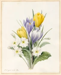 Hvide primulaer og tidlige hybride krokus, 1830 (wc med lidt bodycolour på pergament)