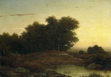 Udsigt i skoven ved solnedgang