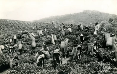 Plukke te, oplandsgods, Ceylon, ca. 1900-1930 (s/h-foto)