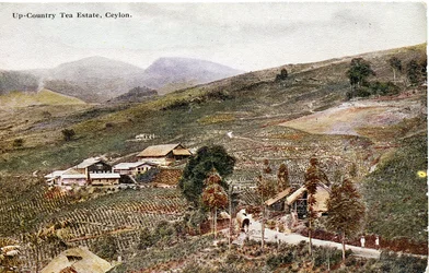 Up-Country Tea Estate, Ceylon, ca. 1900-20 (håndkoloreret fotografi)