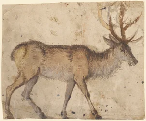 Studie af en kronhjort (recto), ca. 1520-30 (børste med brun vask, forhøjet med hvid gouache)