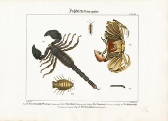 Leddyr: Skorpion, krabbe og andre leddyr