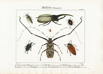 Billearter i naturlig størrelse