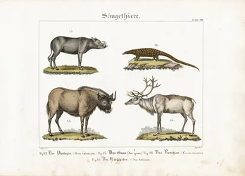 Eksotiske pattedyr: Pangolin, gnu, rensdyr og babirusa