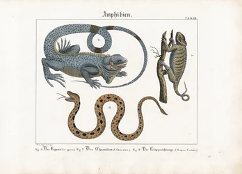 Leguan, kamæleon og klapperslange