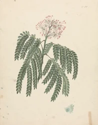 Albizia gummifera (J.F.Gmel.) C.A. Sm. (Gummy Albizia Tree): færdig tegning med mindre variationer i blomstrende hoved