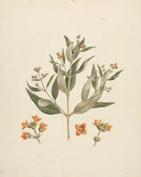 Avicennia marina (Forssk.) Vierh. (Hvid Mangrove): færdig tegning af blomstrende skud med detaljer af blomster