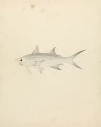 Binney: nummer et (en fisk)