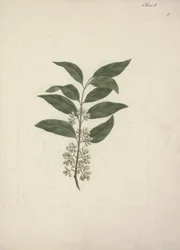 Historien Edulis Forsk. (Khat): Færdig med at tegne
