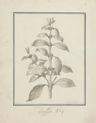 Coffea arabica L. (Arabica Coffee): færdig tegning af bladskud og bær
