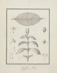 Coffea arabica L. (Arabica Coffee): færdig tegning af bladrige skud, med detaljer om blomster, blade og frugter