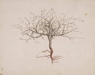 Commiphora gileadensis (L.) C. Chr. (Balm of Gilead, Opobalsam): færdig med at tegne, hvis træets vane (med rødder)