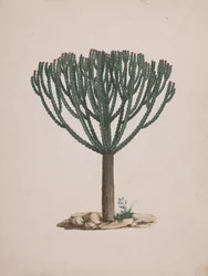 Euphorbia abyssinica J.F. Gmel. (Ethiopian Tree-Spurge): færdig tegning af træets vane