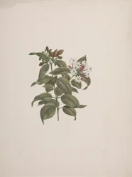 Jasminum dichotomum Vahl (afrikansk jasminum): færdig tegning